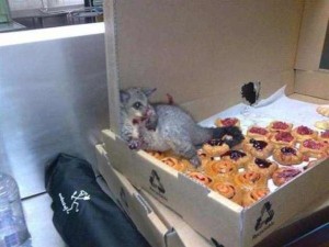 stuffed opossum