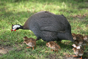 Guinea-fowl-with-chicks jpg